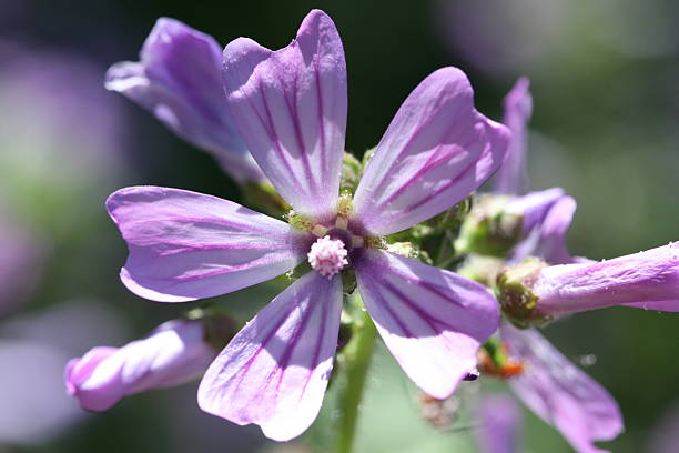 Wild lilac stock photo