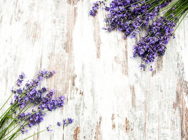 istock bunch of lavender 911975438