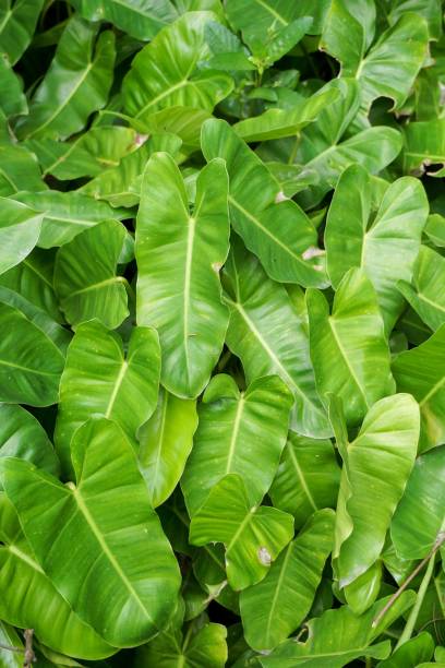 istock Philodendron leaves in nature garden 911978858