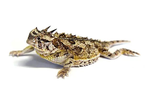 Photo of Isolated Texas Horned Lizard - Horny toad