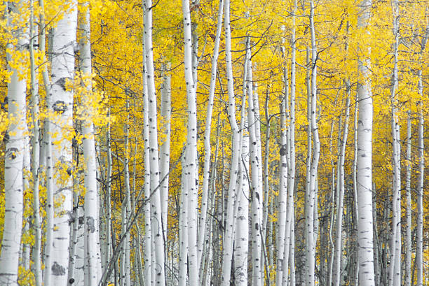istock yellow autumn aspen leaves and white trunks patterns 91198098