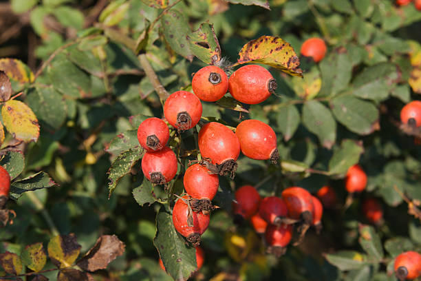 istock Dog rose berries and bush 91198247