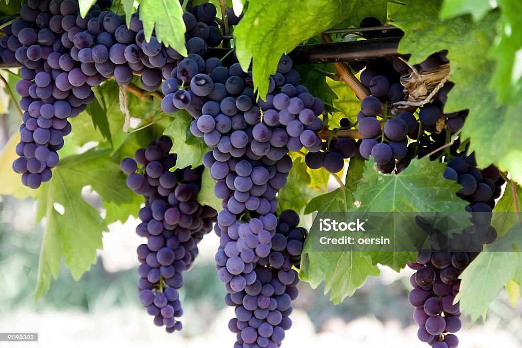 Grapes Grapes on Vine Grape Stock Photo