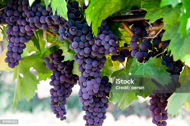 Grapes Stock Photo - Download Image Now - Grape, Vineyard, Vine - Plant