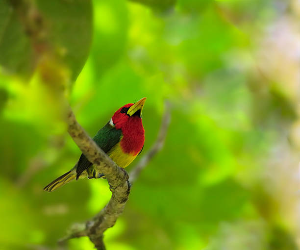 istock Red-headed Barbet Male In Ecuador 91198316