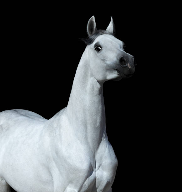 istock Graceful statuary stallion looking at camera. Arabian horse on black background. 911983318