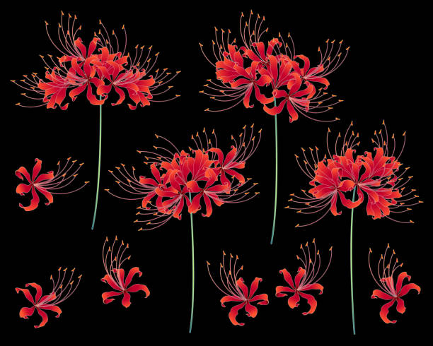 Japanese style cluster amaryllis I drew a cluster amaryllis in Japanese style red spider lily stock illustrations