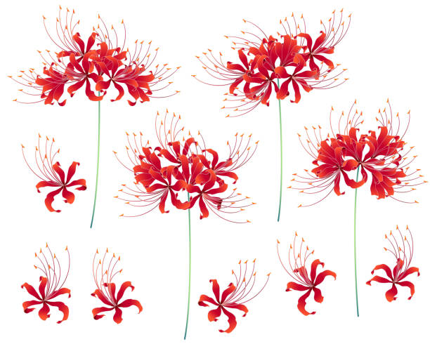 Japanese style cluster amaryllis I drew a cluster amaryllis in Japanese style red spider lily stock illustrations