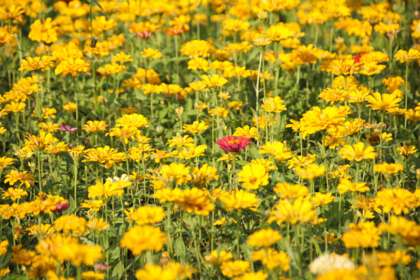 istock Zinnia elegans in Taiwan 911986924