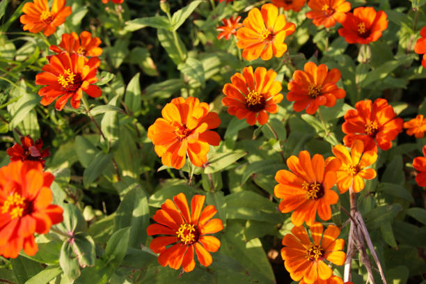 istock Zinnia elegans in Taiwan 911987198