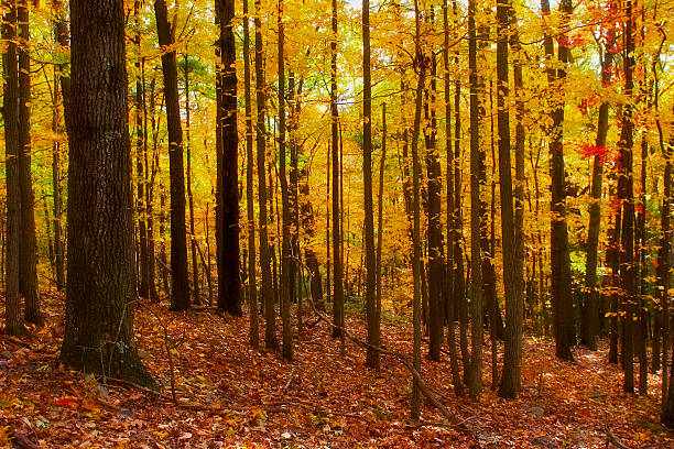 Złotego lasu – zdjęcie