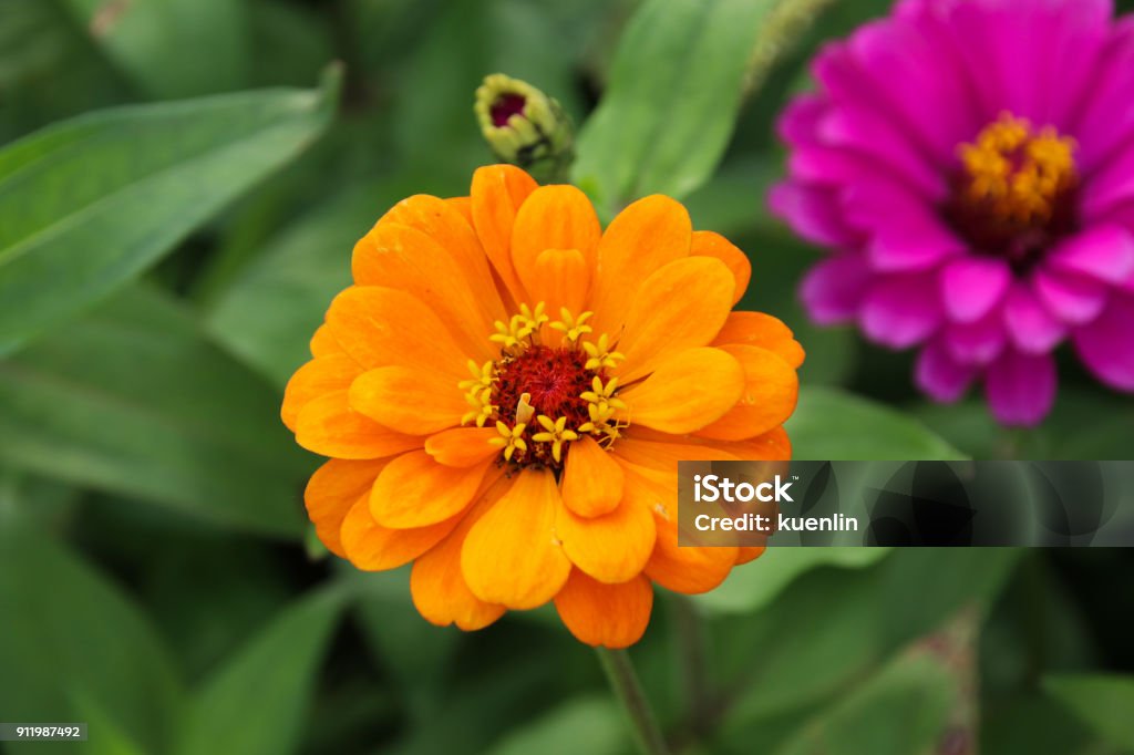 Zinnia elegans: Zinia en Taiwán - Foto de stock de Amarillo - Color libre de derechos