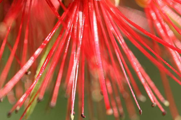 Australian Banksia Flower stock photo