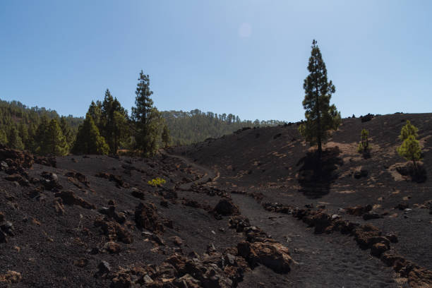 istock Dark volcanic desert landscape with green trees 911988428