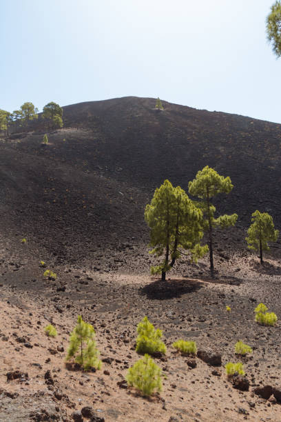 istock Dark volcanic desert landscape with green trees 911988520
