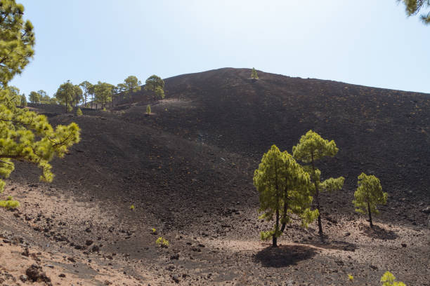 istock Dark volcanic desert landscape with green trees 911988524