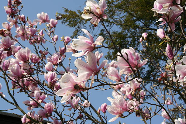magnoliowate kwiatów agains niebieski niebo - sweet magnolia tree blossom white zdjęcia i obrazy z banku zdjęć