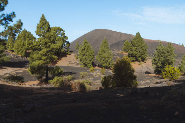 istock Dark volcanic desert landscape with green trees 911988852