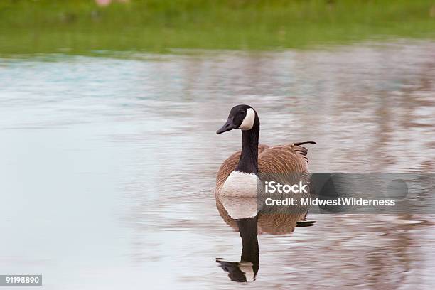 Ganso Foto de stock y más banco de imágenes de Agua - Agua, Aire libre, Animales salvajes