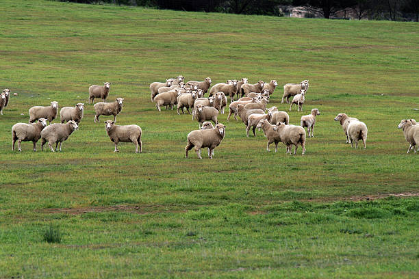 Sheep in paddock stock photo