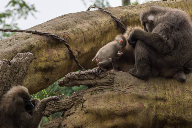 istock Drill family of baboons mandrel preening another 911989116
