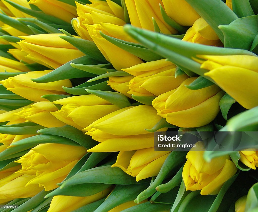 Monte de tulipas - Foto de stock de Abundância royalty-free
