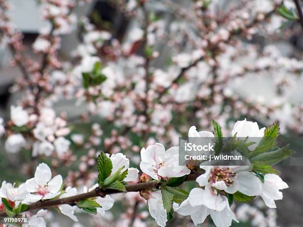 Blossoming Foto de stock y más banco de imágenes de Abril - Abril, Albaricoque, Armonía - Concepto