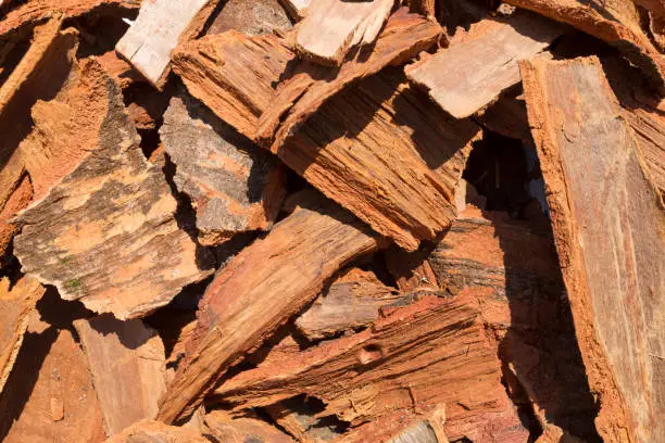 Photo of cinnamon bark