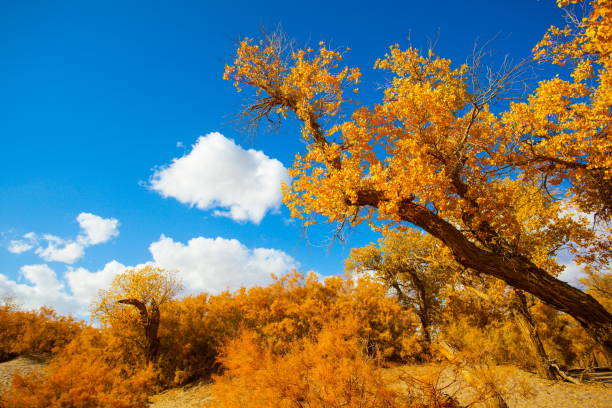 istock Populus in the autumn sunshine 911992364