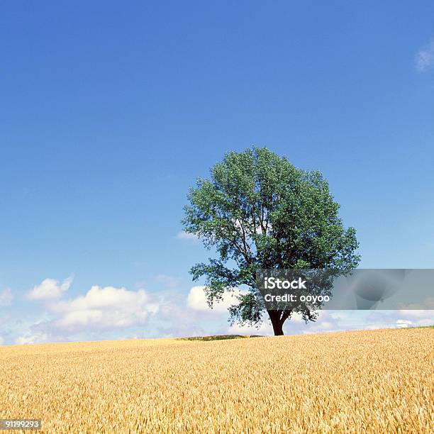 Foto de Lone Tree Em Campo e mais fotos de stock de Agricultura - Agricultura, Ajardinado, Campo