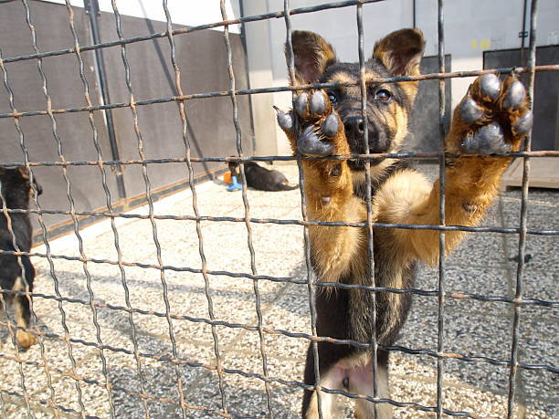 shalter animais de estimação - windbreak - fotografias e filmes do acervo