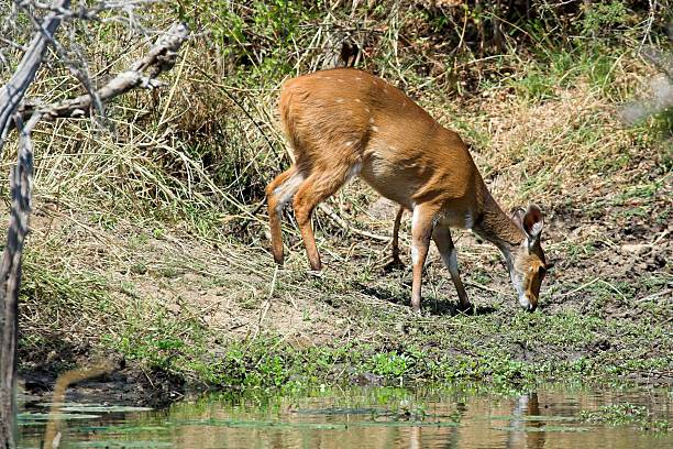 Bushbuck  bushbuck photos stock pictures, royalty-free photos & images