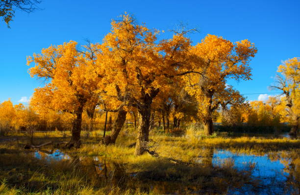istock Populus in the autumn sunshine 911995206