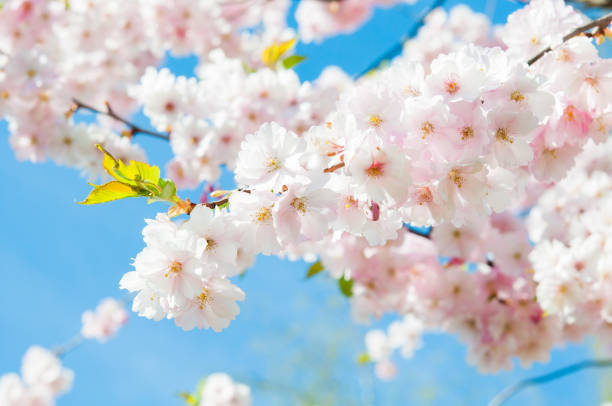 istock Sakura. Cherry blossoms japan. Pink spring blossom background 911995236