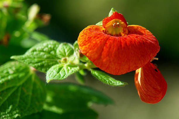 Macro shot of a Calceolaria flower  calceolaria stock pictures, royalty-free photos & images