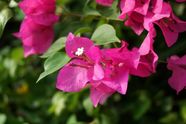 istock pink Bougainvillea flower 911995702