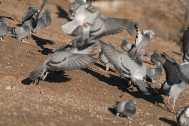 Group of pigeons are fed