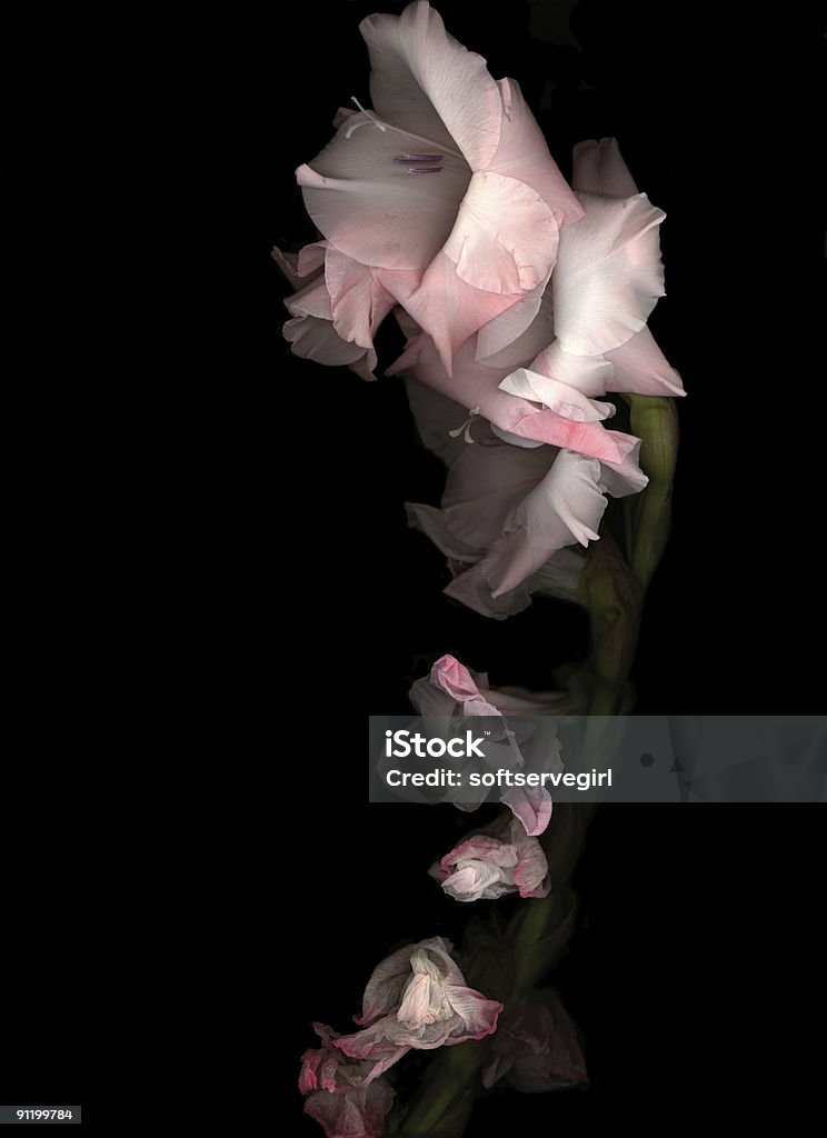 Rosa Gladiola - Royalty-free Bouquet Foto de stock