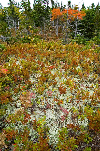 istock Broad Cove Mtn Trail, Cape Breton Highlands NP, NS 91199949