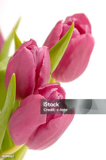 Photo libre de droit de Tulipes Rose Tree banque d'images et plus d'images libres de droit de Beauté de la nature - Beauté de la nature, Blanc, Botanique