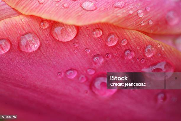 Wasser Tulpen Stockfoto und mehr Bilder von Abstrakt - Abstrakt, Baumblüte, Blume