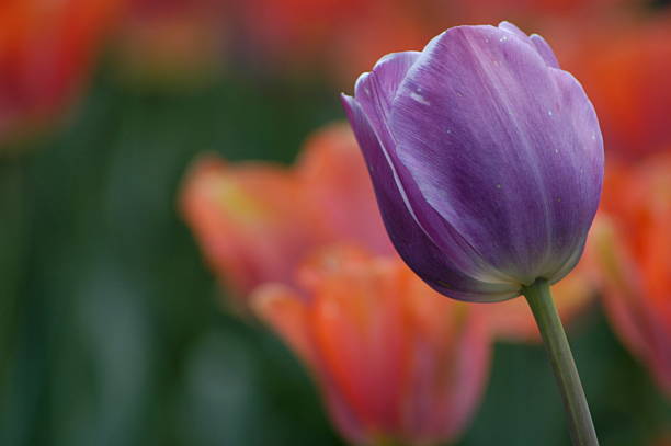 Tulipán púrpura - foto de stock