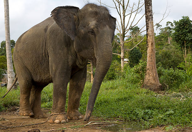 Elephant stock photo