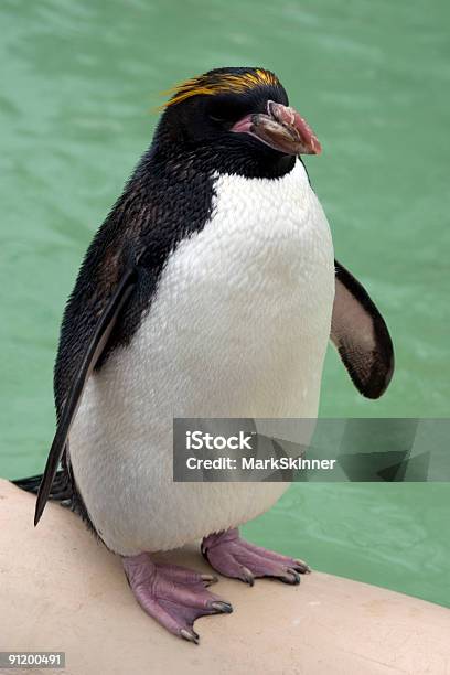 Pingüino 3 Foto de stock y más banco de imágenes de Agua - Agua, Animales salvajes, Ave incapaz de volar