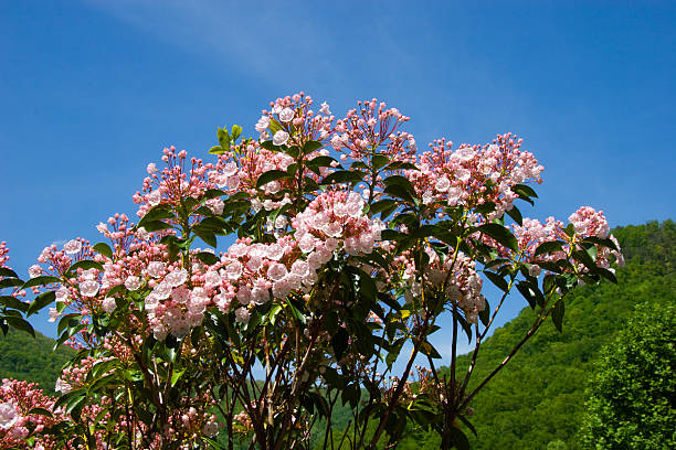 mountain laurel - sweet magnolia tree blossom white stock-fotos und bilder