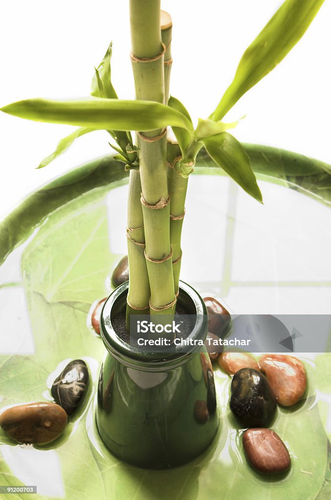 Elements of Zen, Vertical Bamboo, pebbles and water on a peaceful high-key background with reflections... Good for a natural zen-like set up. Bamboo - Plant Stock Photo