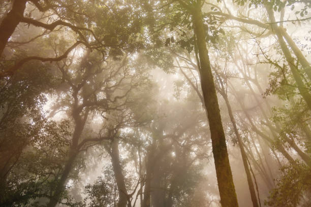 istock The tree top on a foggy morning.Magic misty forest.Thailand. 912007776