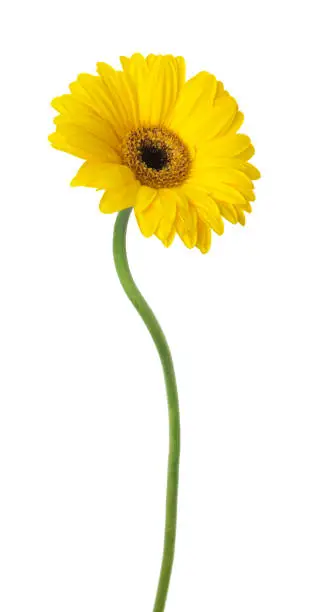 Photo of One Vibrant bright yellow gerbera daisy flower blooming isolate on white background