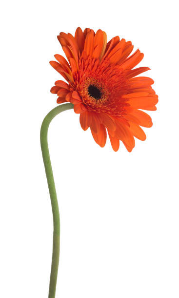istock Gerbera flower (Gerbera jamesonii) orange isolated on white background 912011304