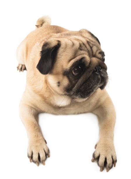 istock cute pug close-up on white background 912011616